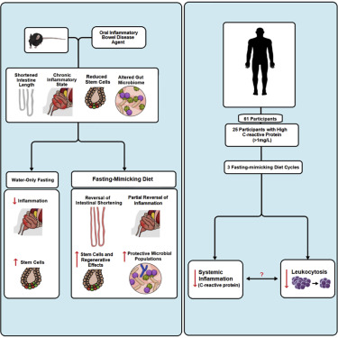 Fast Micmicking Diet can reduce Inflammation of the bowels